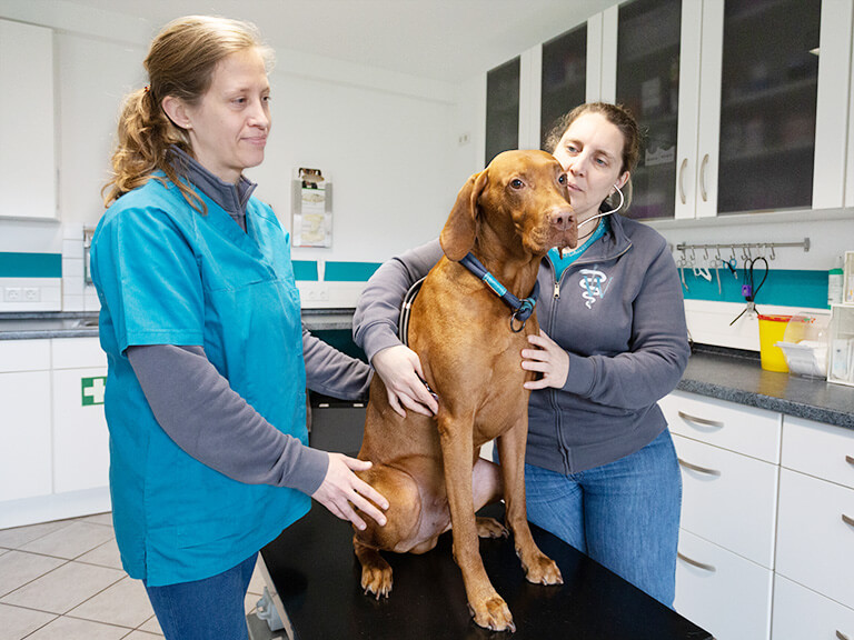 Gesundheitscheck Tierarztpraxis Willer