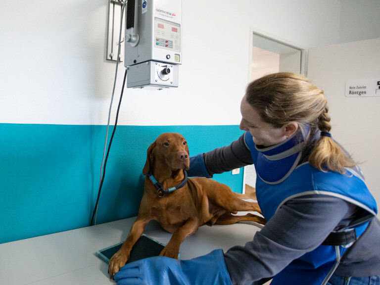 Röntgen am Hund Tierarztpraxis Willer